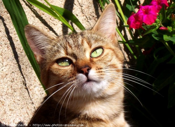 Photo de Chat domestique