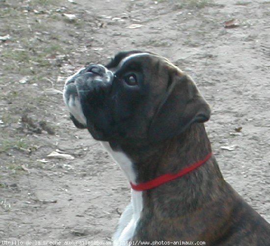 Photo de Boxer