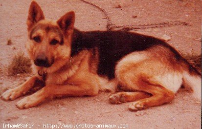 Photo de Berger allemand  poil court