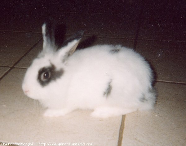 Photo de Lapin