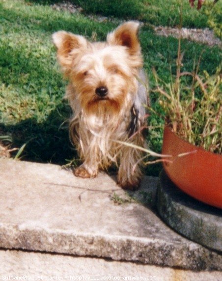 Photo de Yorkshire terrier