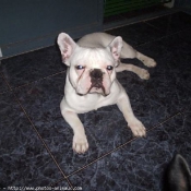 Photo de Bouledogue franais