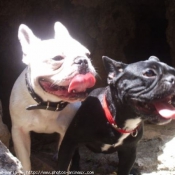 Photo de Bouledogue franais