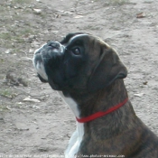 Photo de Boxer