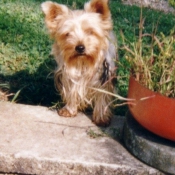 Photo de Yorkshire terrier