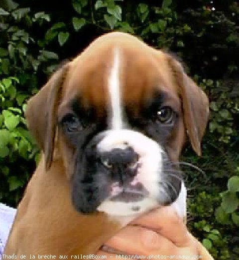 Photo de Boxer