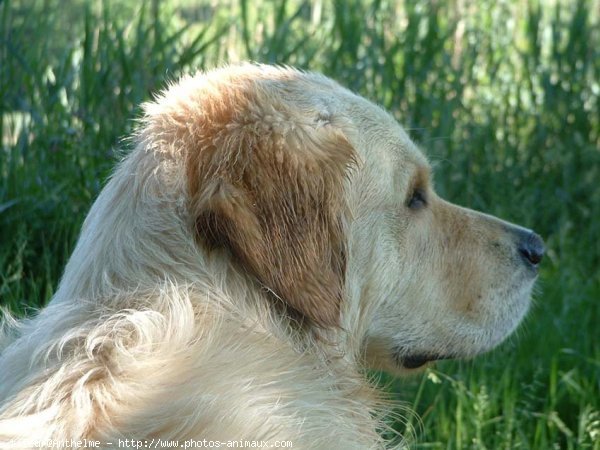 Photo de Golden retriever