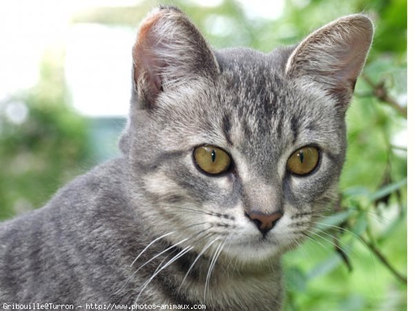 Photo de Chat domestique