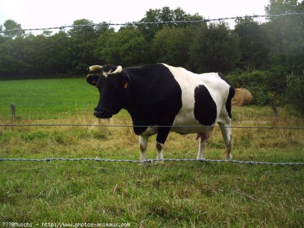 Photo de Vache