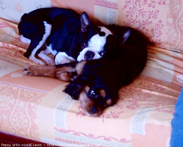 Photo de Cavalier king charles spaniel