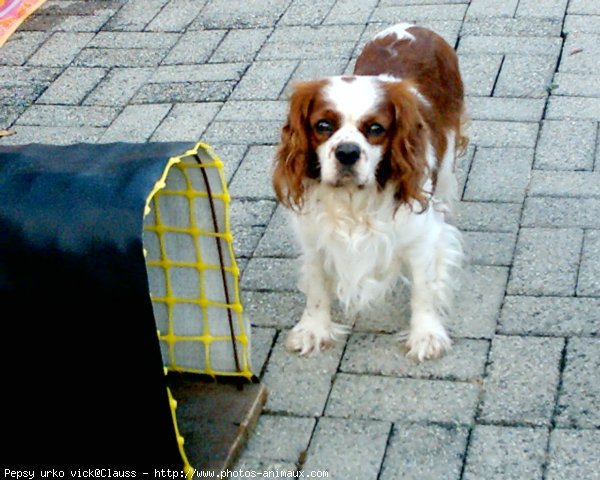 Photo de Cavalier king charles spaniel