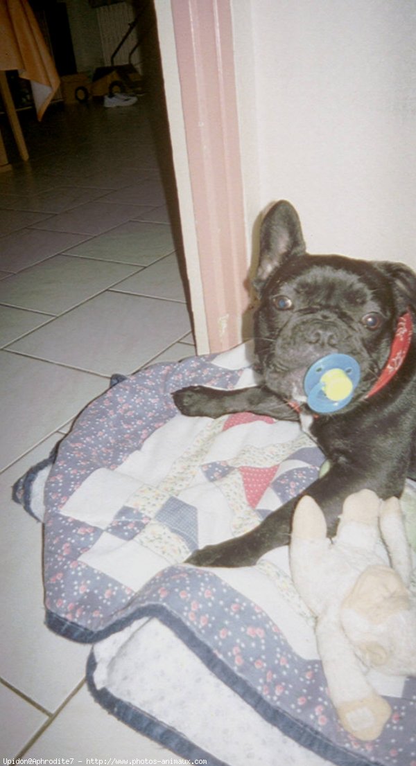 Photo de Bouledogue franais