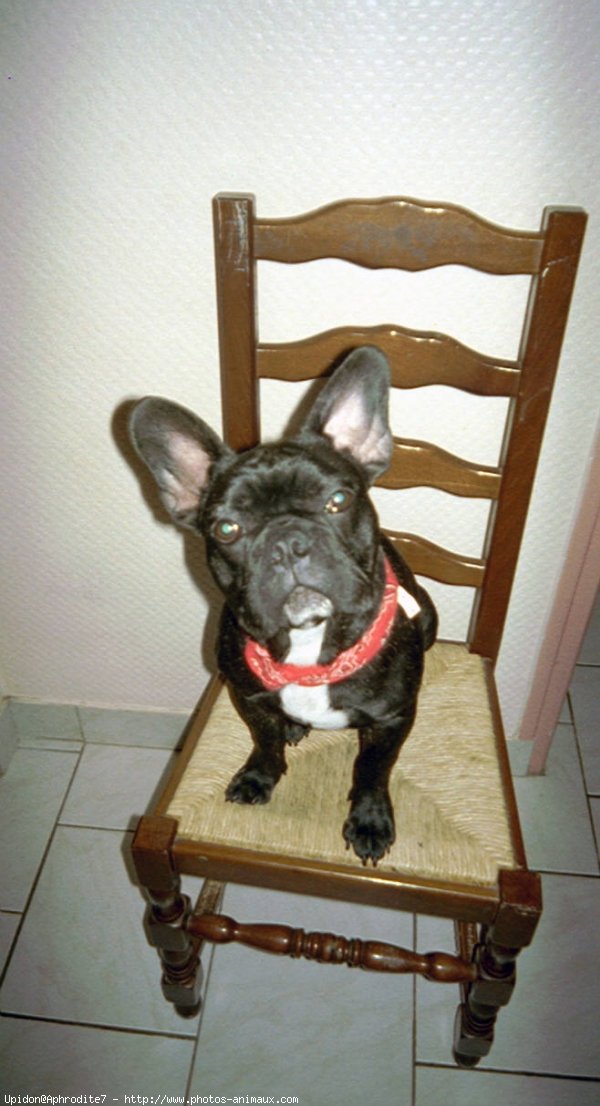 Photo de Bouledogue franais