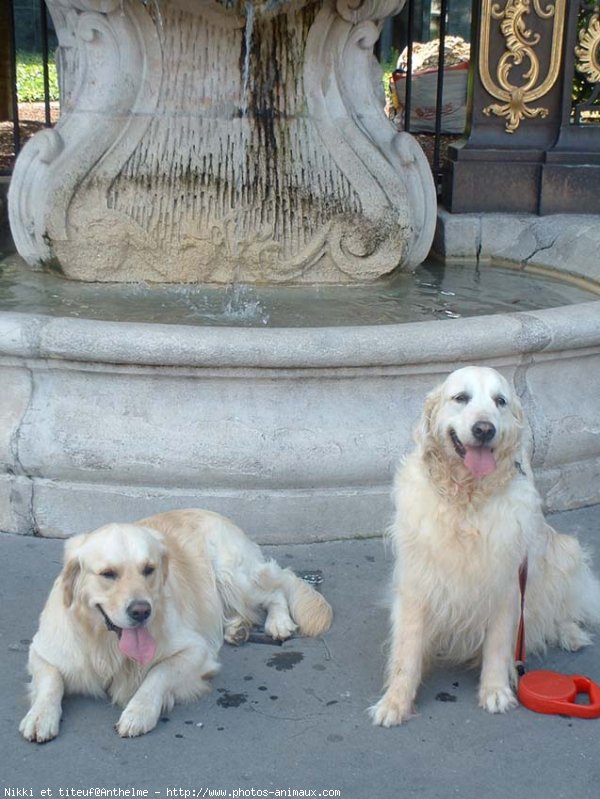 Photo de Golden retriever