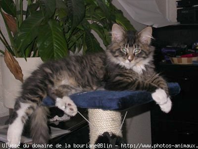 Photo de Maine coon