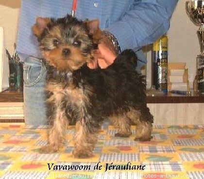 Photo de Yorkshire terrier