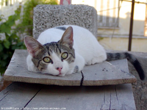 Photo de Chat domestique