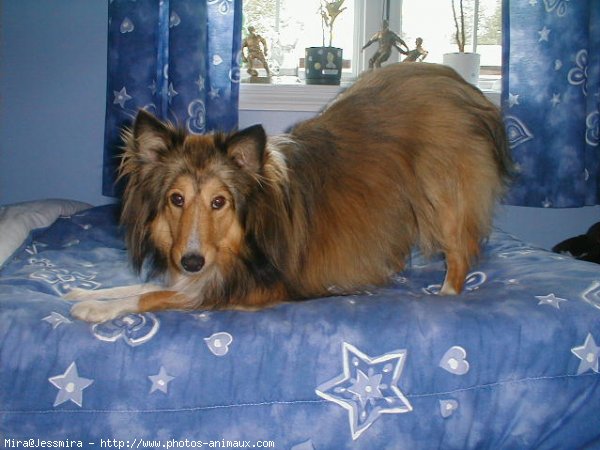 Photo de Chien de berger des shetland