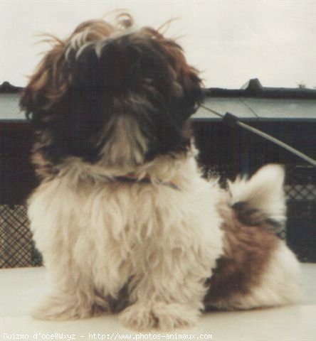 Photo de Shih tzu