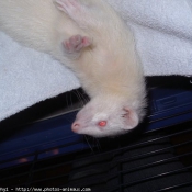 Photo de Furet