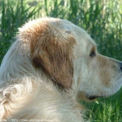 Photo de Golden retriever