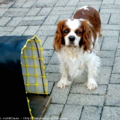 Photo de Cavalier king charles spaniel