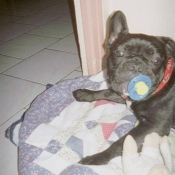 Photo de Bouledogue franais