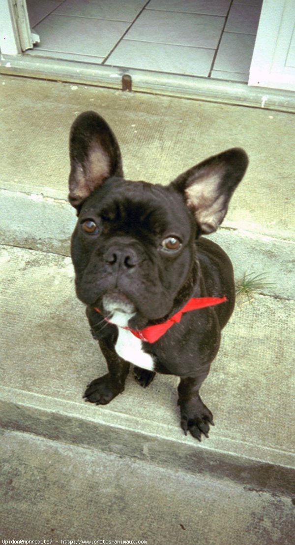 Photo de Bouledogue franais