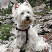 Photo de West highland white terrier