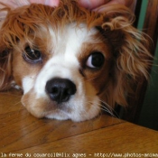 Photo de Cavalier king charles spaniel