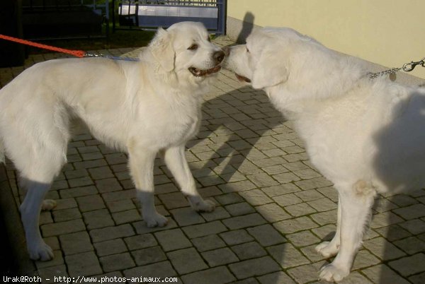 Photo de Chien de berger des tatras