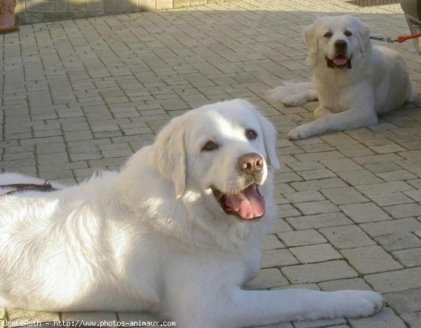 Photo de Chien de berger des tatras