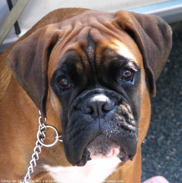 Photo de Boxer