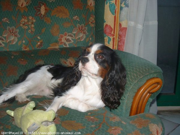 Photo de Cavalier king charles spaniel