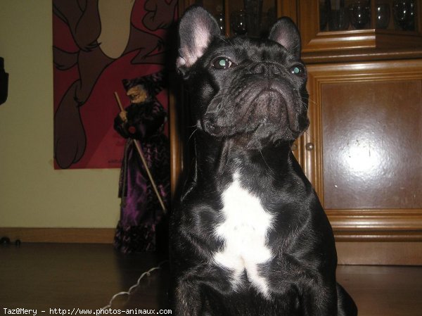 Photo de Bouledogue franais