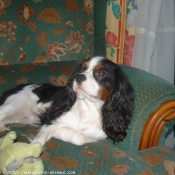 Photo de Cavalier king charles spaniel