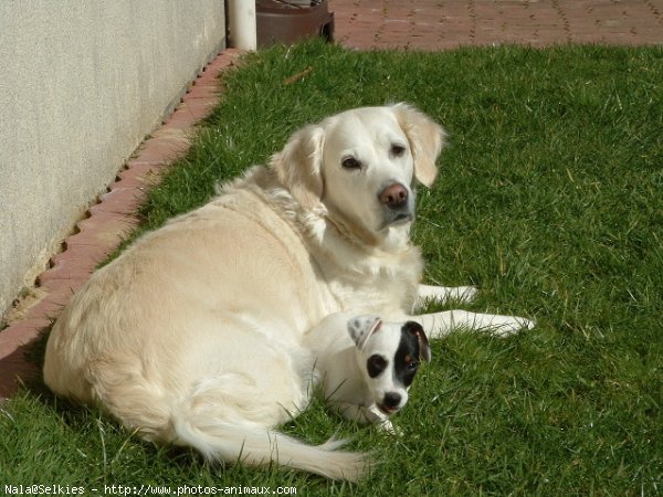 Photo de Golden retriever