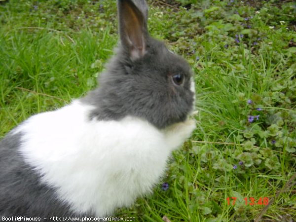 Photo de Lapin