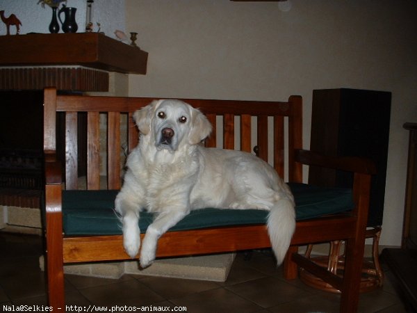 Photo de Golden retriever