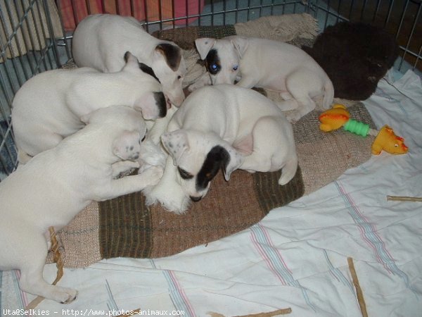 Photo de Jack russell terrier