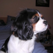 Photo de Cavalier king charles spaniel