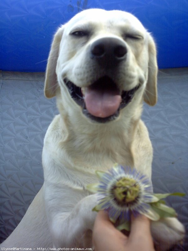 Photo de Labrador retriever