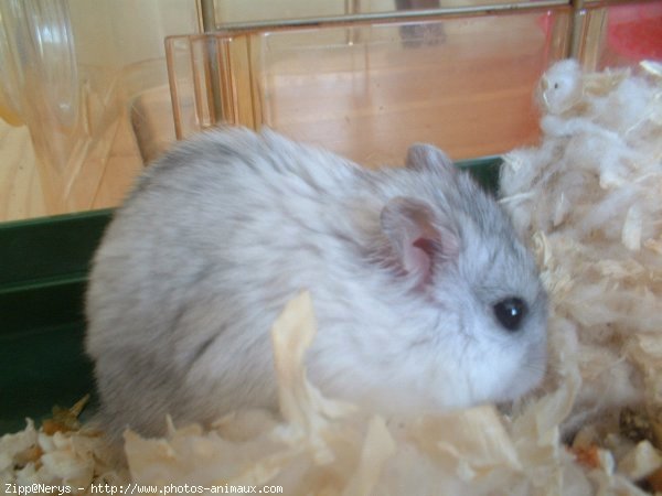 Photo de Hamster