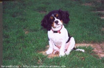 Photo de Cavalier king charles spaniel