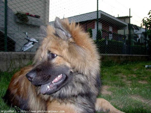 Photo d'Eurasier