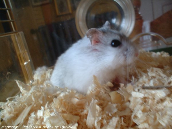 Photo de Hamster