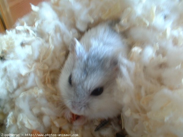 Photo de Hamster