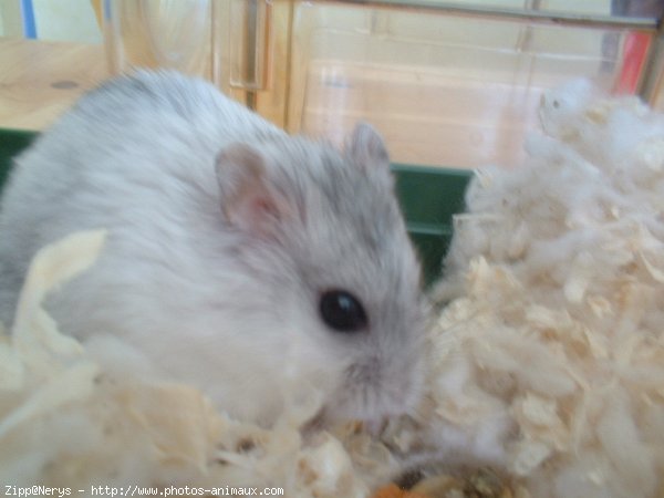 Photo de Hamster