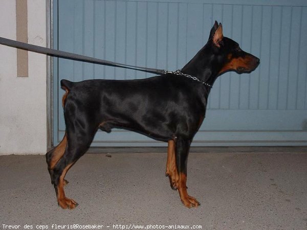 Photo de Dobermann