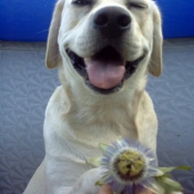 Photo de Labrador retriever